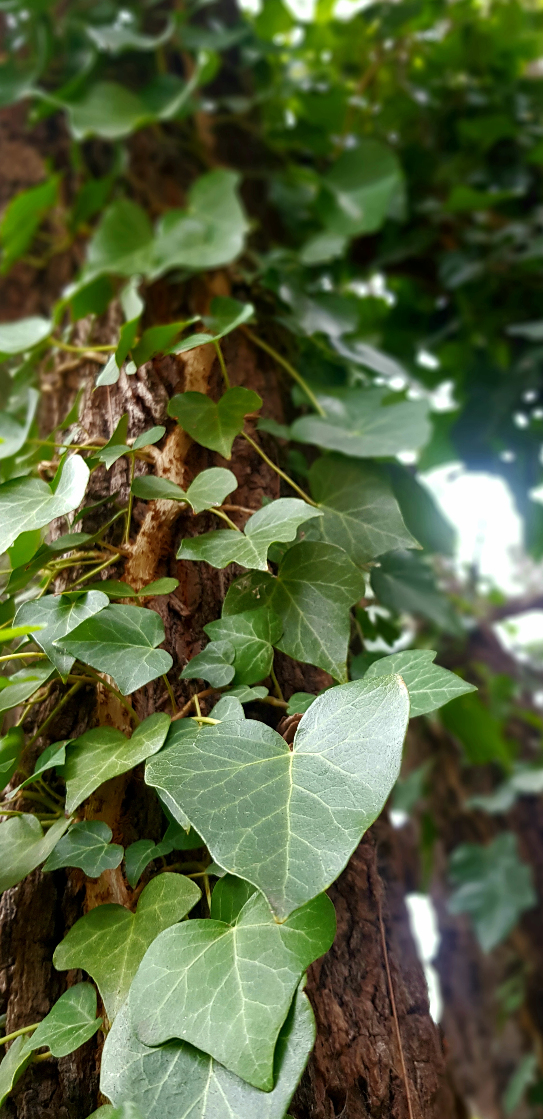 Ivy climbing a tree — the forest of Sleepy Leaf Hollow
